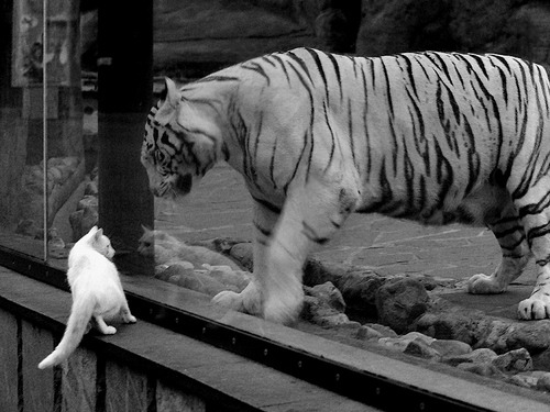 广厦铁血纪律碾压浙江，字母哥总决赛上演希腊神话—团队制霸与个人英雄主义的篮球双重奏